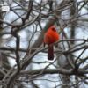 Red Robin in Central Park, by Des Brownlie - Wildlife Photography, Photo of the Day, Award Winning Photography, Red Robin, Des Brownlie