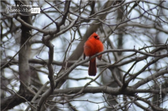 Red Robin in Central Park, by Des Brownlie