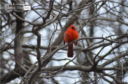Red Robin in Central Park, by Des Brownlie - Wildlife Photography, Photo of the Day, Award Winning Photography, Red Robin, Des Brownlie