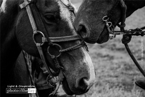 Old Friends, by Lygia Maria Pimentel - Wildlife Photography, Photo of the Day, Photography Award, Photojournalism, Nature Photography