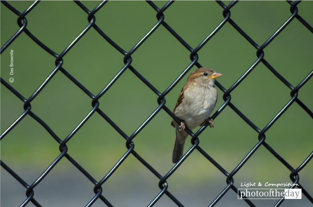 Bird in a Wire, by Des Brownlie - Wildlife Photography, Photo of the Day, Bird Photography, Photography Awards, Nature Photography