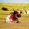 Longhorn, by Tisha Clinkenbeard - Wildlife Photography, Nature Photography, Photo of the Day, Longhorn, Tisha Clinkenbeard