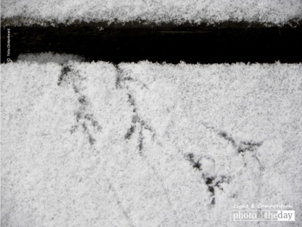 Tiny Footprints, by Tisha Clinkenbeard - Nature Photography, Photography Awards, Photo of the Day, Online Photography Courses, Art Photography