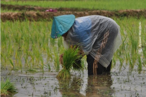A Laotian Farmer, by Ryszard Wierzbicki - Travel Photography, Photojournalism, Award Winning Photography, Laos Photography, Documentary Photography