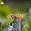 Close-up Photography, Photography Awards, Photo of the Day, Nature Photography, Des Brownlie – Butterfly Resting, by Des Brownlie Butterfly Resting, by Des Brownlie - Close-up Photography, Photography Awards, Photo of the Day, Nature Photography, Des Brownlie