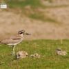 The Great Thick Knee, by Saniar Rahman Rahul - Wildlife Photography, Photo of the Day, Great Thick-Knee, Nature Photography, Photography Awards