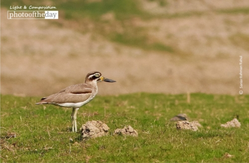 The Great Thick Knee, by Saniar Rahman Rahul - Wildlife Photography, Photo of the Day, Great Thick-Knee, Nature Photography, Photography Awards