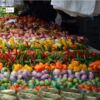 Farmer's Market, by Des Brownlie - Color Photography, Photojournalism, Award Winning Photography, Farmers Market, Des Brownlie