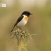 Male White Tailed Stonchat, by Saniar Rahman Rahul - Wildlife Photography, White-Tailed Stonchat, Photo of the Day, Photography Award, Nature Photography