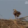 Long-legged Buzzard, by Saniar Rahman Rahul - Wildlife Photography, Nature Photography, Photo of the Day, Bird Photography, Long-legged Buzzard