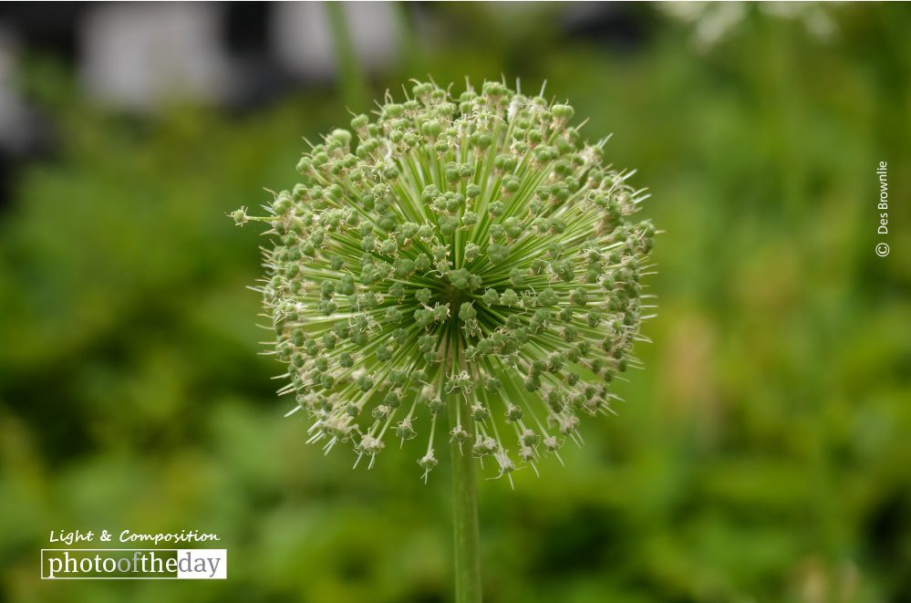Full Bloom, by Des Brownlie - Nature Photography, Photography Awards, Photo of the Day, Flower Photography, Des Brownlie
