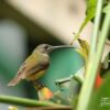 Wildlife Photography, Nature Photography, Photo of the Day, Photography Awards, Light & Composition – Male Little Spiderhunter, by Saniar Rahman Rahul Male Little Spiderhunter, by Saniar Rahman Rahul - Wildlife Photography, Nature Photography, Photo of the Day, Photography Awards, Light & Composition