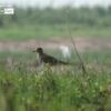 Grey-headed Lapwing, by Saniar Rahman Rahul - Wildlife Photography, Photo of the Day, Grey-headed Lapwing, Photography Awards, Nature Photography