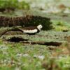 Pheasant-tailed Jacana, by Saniar Rahman Rahul - Wildlife Photography, Photo of the Day, Photography Awards, Nature Photography, Art Photography