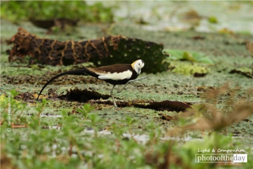 Pheasant-tailed Jacana, by Saniar Rahman Rahul - Wildlife Photography, Photo of the Day, Photography Awards, Nature Photography, Art Photography
