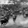Serengeti Wildebeest Migration, by Martin Meyer - Wildlife Photography, Serengeti Migration, Nature Photography, Photo of the Day, Martin Meyer