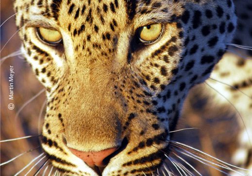 Patrolling the Territory, by Martin Meyer - Wildlife Photography, Photojournalism, Photography Awards, Art Photography, Online Photography Courses