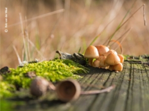 Small Autumn World, by Rob van der Waal