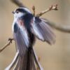 Long Tail Tit Showing Its Colors and Feathers, by Rob van der Waal - Wildlife Photography, Nature Photography, Photo of the Day, Long-Tailed Tit, Rob van der Waal
