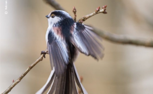 Long Tail Tit Showing Its Colors and Feathers, by Rob van der Waal - Wildlife Photography, Nature Photography, Photo of the Day, Long-Tailed Tit, Rob van der Waal