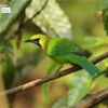 Wildlife Photography, Photography Awards, Photo of the Day, Nature Photography, Golden-fronted Leafbird – Golden-fronted Leafbird, by Saniar Rahman Rahul Golden-fronted Leafbird, by Saniar Rahman Rahul - Wildlife Photography, Photography Awards, Photo of the Day, Nature Photography, Golden-fronted Leafbird
