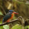 The Blue-eared Kingfisher, by Saniar Rahman Rahul - Wildlife Photography, Photography Awards, Photo of the Day, Blue-eared Kingfisher, Art Photography