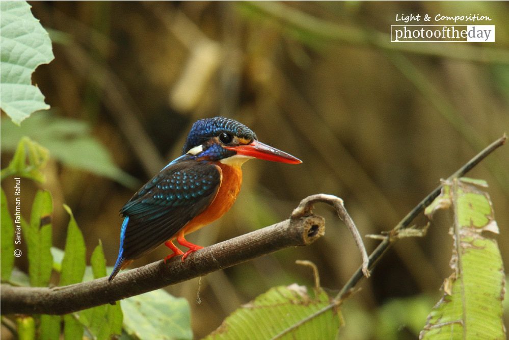 The Blue-eared Kingfisher, by Saniar Rahman Rahul - Wildlife Photography, Photography Awards, Photo of the Day, Blue-eared Kingfisher, Art Photography