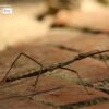 Nature Photography, Close-up Photography, Wildlife Photography, Photo of the Day, Photography Awards – Stick Insect, by Saniar Rahman Rahul Stick Insect, by Saniar Rahman Rahul - Nature Photography, Close-up Photography, Wildlife Photography, Photo of the Day, Photography Awards