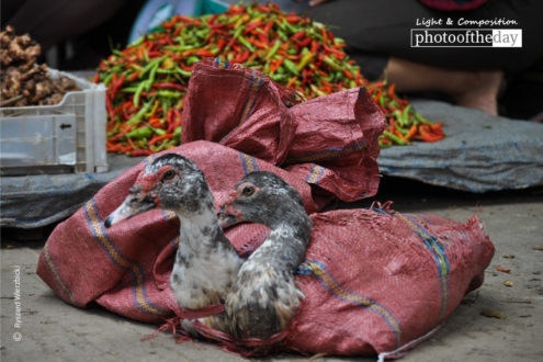 Poultry for Sale, by Ryszard Wierzbicki - Travel Photography, Photo of the Day, Award Winning Photography, Ryszard Wierzbicki, Photography Awards