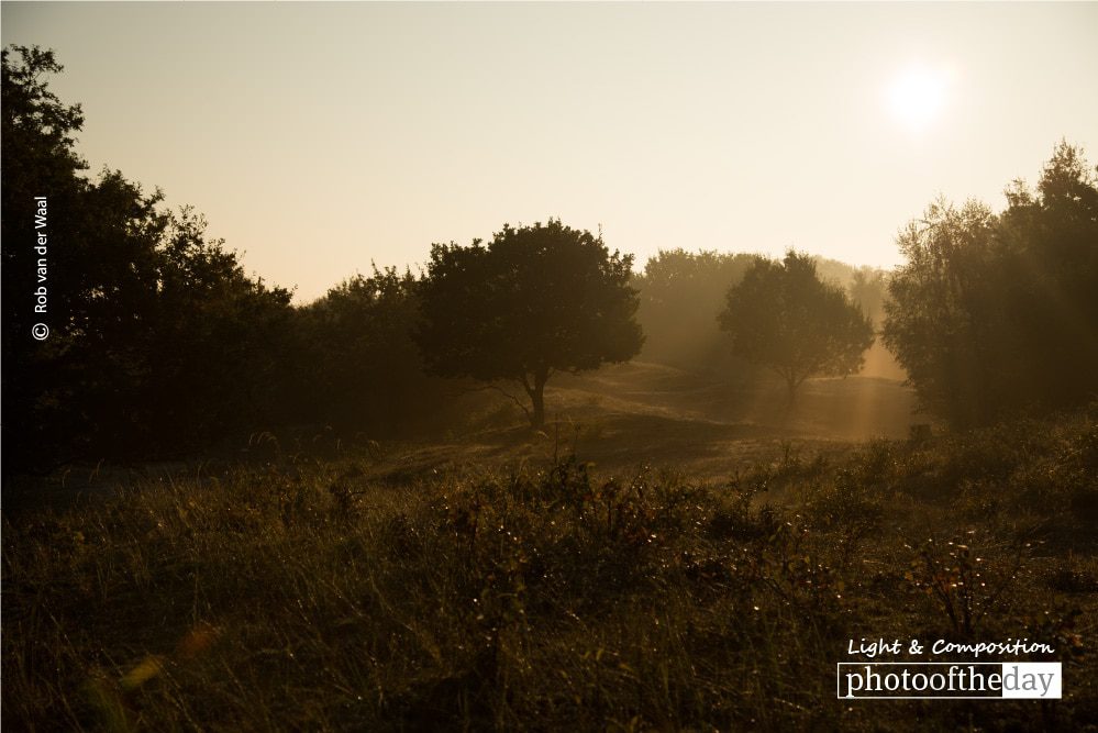 Morning Light, by Rob van der Waal - Sunrise Photography, Photography Awards, Photo of the Day, Nature Photography, Art Photography