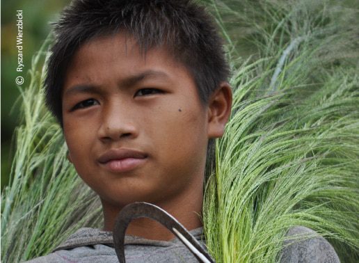 Haymaker, by Ryszard Wierzbicki - Photojournalism, Award-Winning Photography, Candid Photography, Ryszard Wierzbicki, Photo of the Day