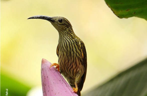 Streaked Spiderhunter, by Saniar Rahman Rahul - Wildlife Photography, Photo of the Day, Photography Awards, Nature Photography, Art Photography