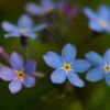 Forget-me-nots, by Ola Cedell - Close-up Photography, Nature Photography, Photo of the Day, Photography Awards, Ola Cedell