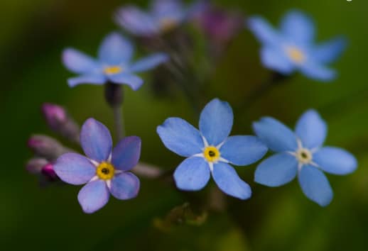 Forget-me-nots, by Ola Cedell - Close-up Photography, Nature Photography, Photo of the Day, Photography Awards, Ola Cedell