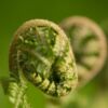 Fern in Spring, by Ola Cedell - Photo of the Day, Close-up Photography, Nature Photography, Award Winning Photography, Photography Courses