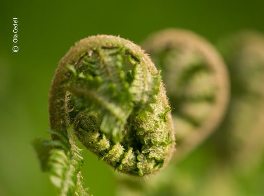 Photo of the Day, Close-up Photography, Nature Photography, Award Winning Photography, Photography Courses - Fern in Spring, by Ola Cedell Fern in Spring, by Ola Cedell - Photo of the Day, Close-up Photography, Nature Photography, Award Winning Photography, Photography Courses