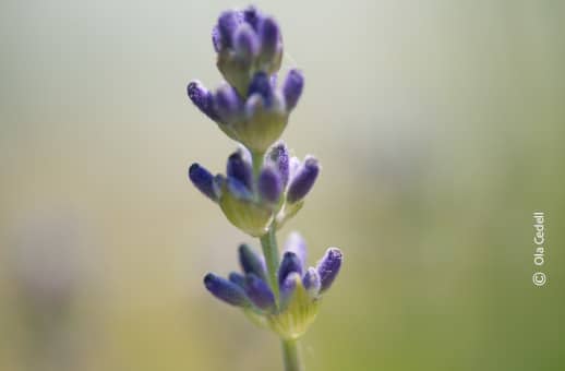 Lavender, by Ola Cedell - Photo of the Day, Close-up Photography, Award Winning Photography, Nature Photography, Ola Cedell