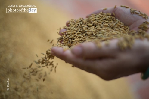 Harvest Time, by Diep Tran - Photojournalism, Photography, Art Photography, Award Winning Photography, Online Photography Courses