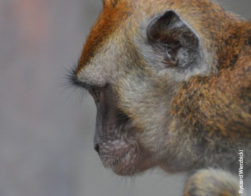 Shopkeeper's Monkey, by Ryszard Wierzbicki - Wildlife Photography, Photojournalism, Photography Awards, Ryszard Wierzbicki, Photo of the Day