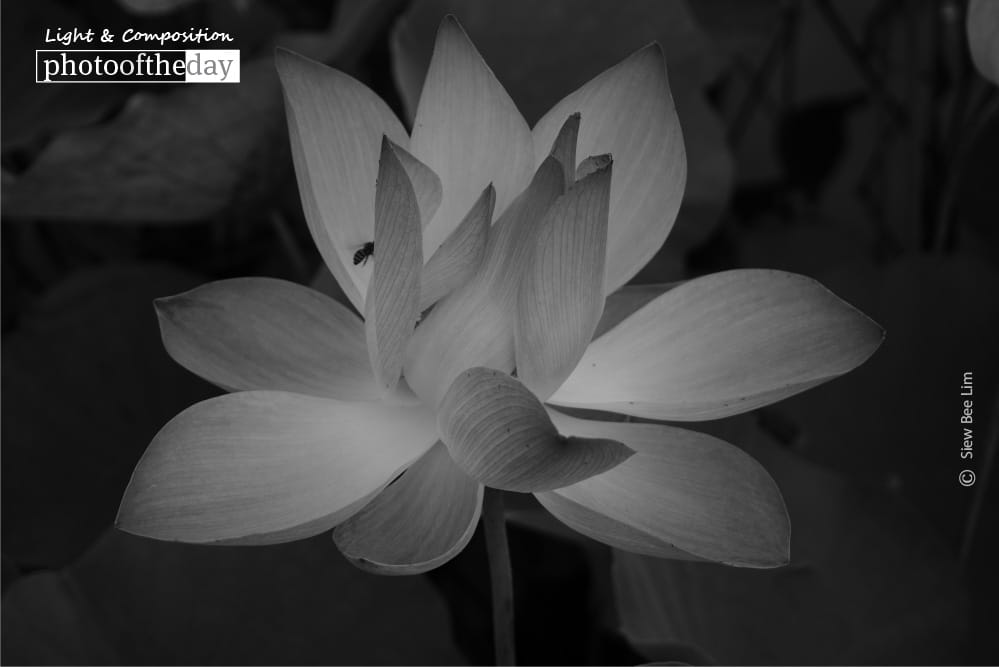 A Lotus Flower and a Bee, by Siew Bee Lim - Black and White Photography, Nature Photography, Lotus Flower, Photo of the Day, Siew Bee Lim