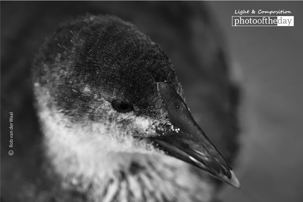 Wildlife Photography, Photo of the Day, Photography Awards, Nature Photography, Coot Photography - Meerkoet, by Rob van der Waal Meerkoet, by Rob van der Waal - Wildlife Photography, Photo of the Day, Photography Awards, Nature Photography, Coot Photography