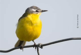 Blue Headed Wagtail, by Rob van der Waal
