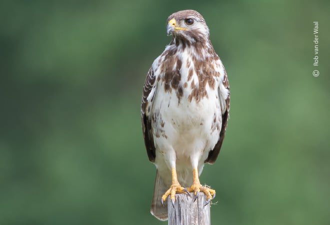Wildlife Photography, Bird Photography, Nature Photography, Photo of the Day, Photography Awards - Geduldig, by Rob van der Waal Geduldig, by Rob van der Waal - Wildlife Photography, Bird Photography, Nature Photography, Photo of the Day, Photography Awards