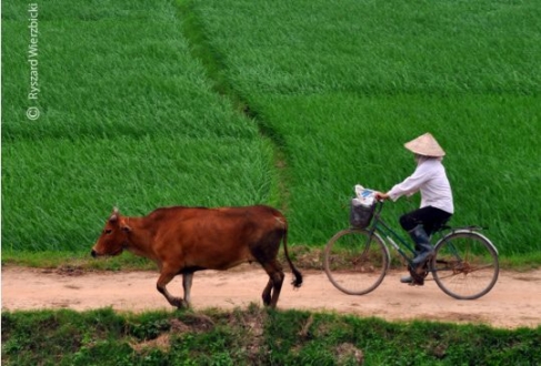 A Cyclist, a Cow, and the Green Field, by Ryszard Wierzbicki - Travel Photography, Photo of the Day, Photography Awards, Ryszard Wierzbicki, Art Photography