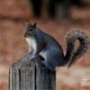 A Squirrel on the Post, by Thomas Vasas - Wildlife Photography, Photo of the Day, Photography Awards, Nature Photography, Thomas Vasas