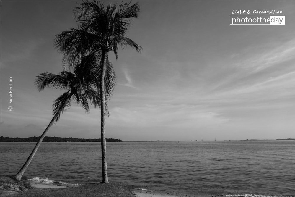 Coconut Trees, by Siew Bee Lim - Black and White Photography, Photo of the Day, Photography Awards, Art Photography, Online Photography Courses