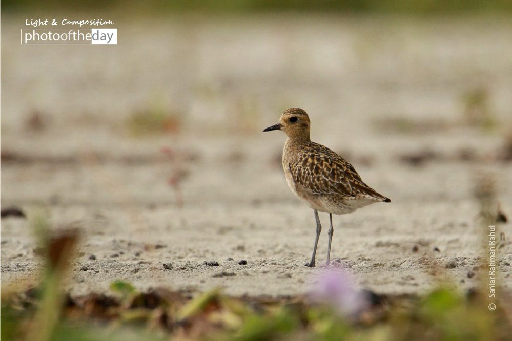 The Migratory Pacific Golden Plover, by Saniar Rahman Rahul - Wildlife Photography, Pacific Golden Plover, Photography Awards, Photo of the Day, Nature Photography