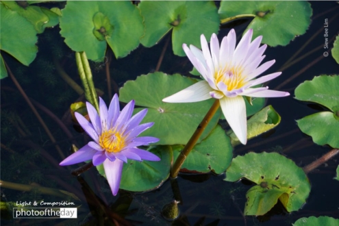 Lilies, by Siew Bee Lim - Lily Photography, Color Photography, Photo of the Day, Photography Awards, Light & Composition