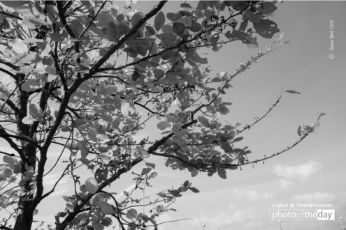 A Young Tree, by Siew Bee Lim - Photo of the Day, Black and White Photography, Photography Awards, Art Photography, Online Photography Courses