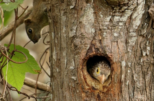 The Linieted Barbet and A Squirrel, by Saniar Rahman Rahul - Wildlife Photography, Photography Awards, Photo of the Day, Nature Photography, Art Photography